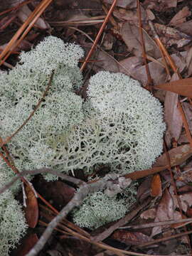 Image de Cladonia evansii Abbayes