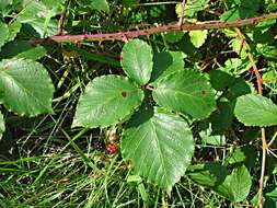 Image de Rubus silurum (Ley) W. C. R. Watson