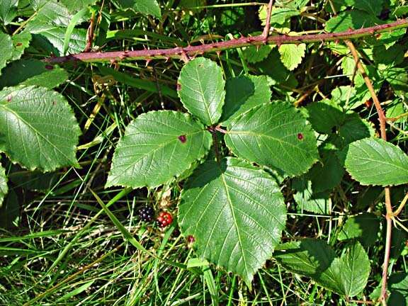 Plancia ëd Rubus silurum (Ley) W. C. R. Watson