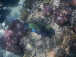 Image of Filament-finned Parrotfish