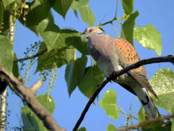 Image of turtle dove, european turtle dove