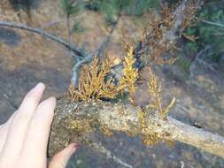 Image of coastal dwarf mistletoe