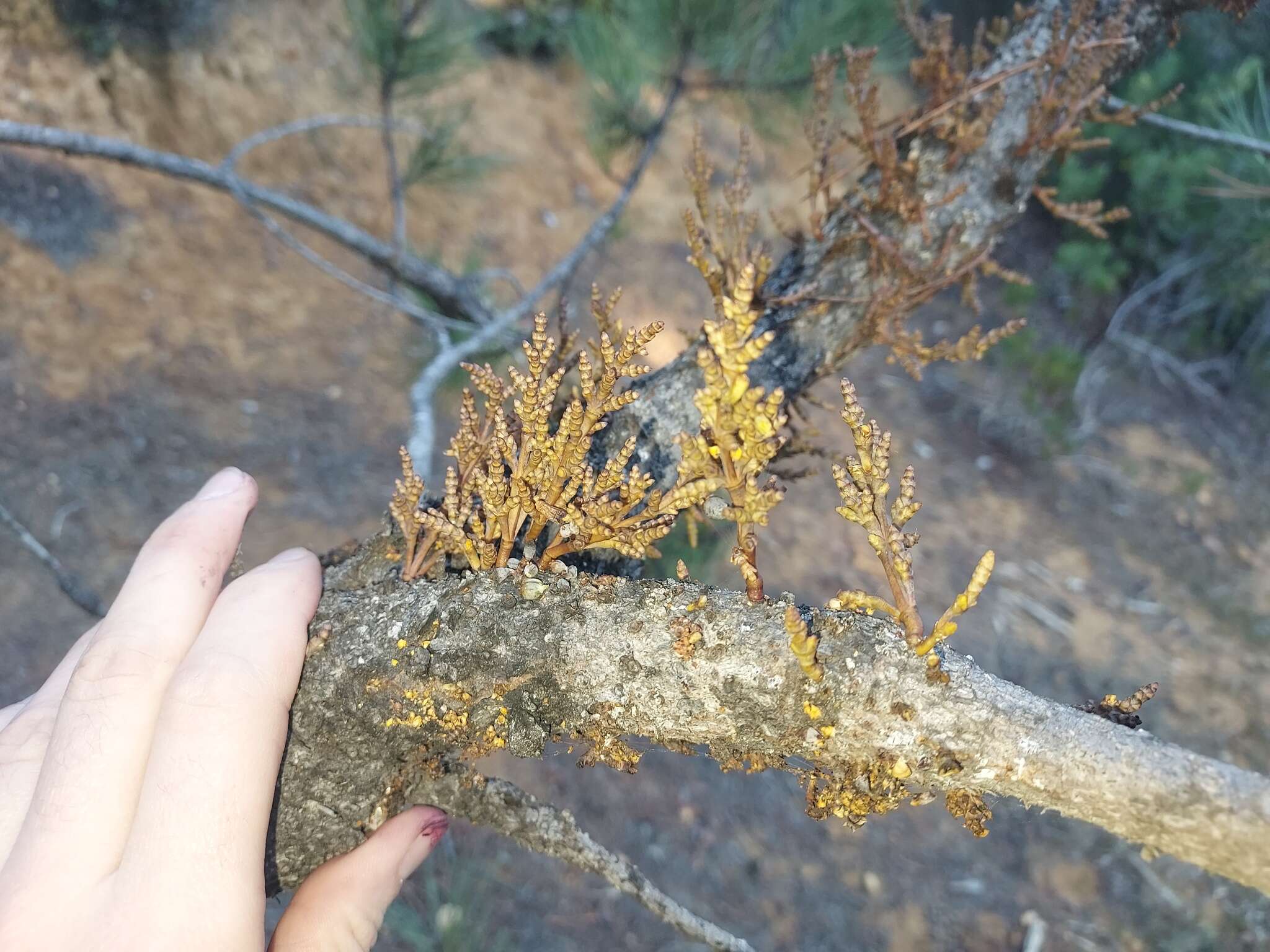 Image of coastal dwarf mistletoe