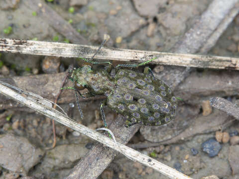 Image of Elaphrus (Elaphrus) riparius (Linnaeus 1758)