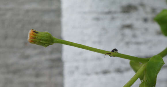 Image of Gynura elliptica Yabe & Hayata