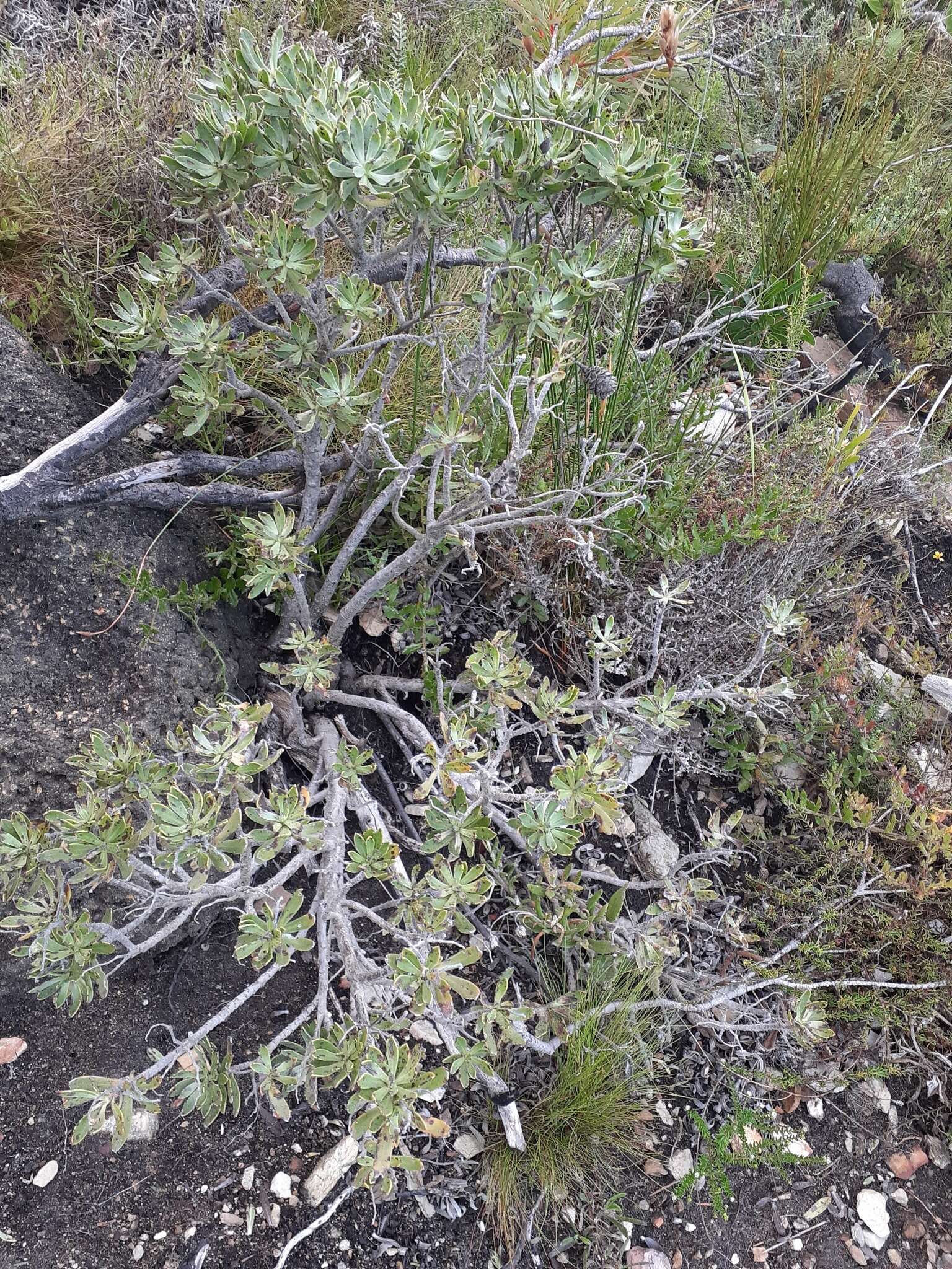 Image of Lobostemon montanus (DC.) Buek