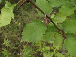 Image of scarlet hawthorn