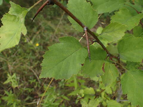 Sivun Crataegus pedicellata Sarg. kuva