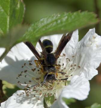 Image of Spinola's Mason Wasp