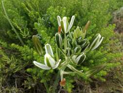 Image of Albuca fastigiata Dryand.