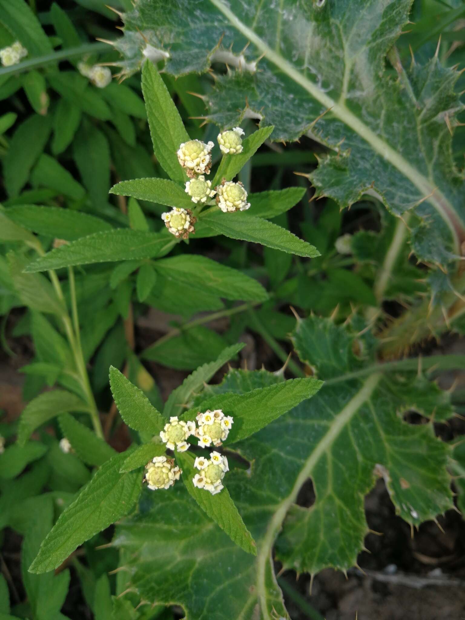 Слика од Lippia javanica (Burm. fil.) Spreng.