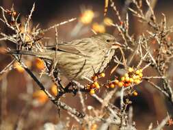 Image of Red-mantled Rosefinch