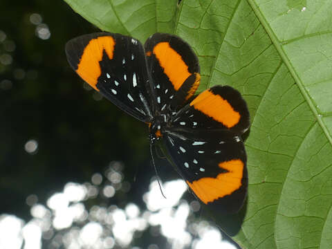 Image of Stalachtis euterpe (Linnaeus 1758)