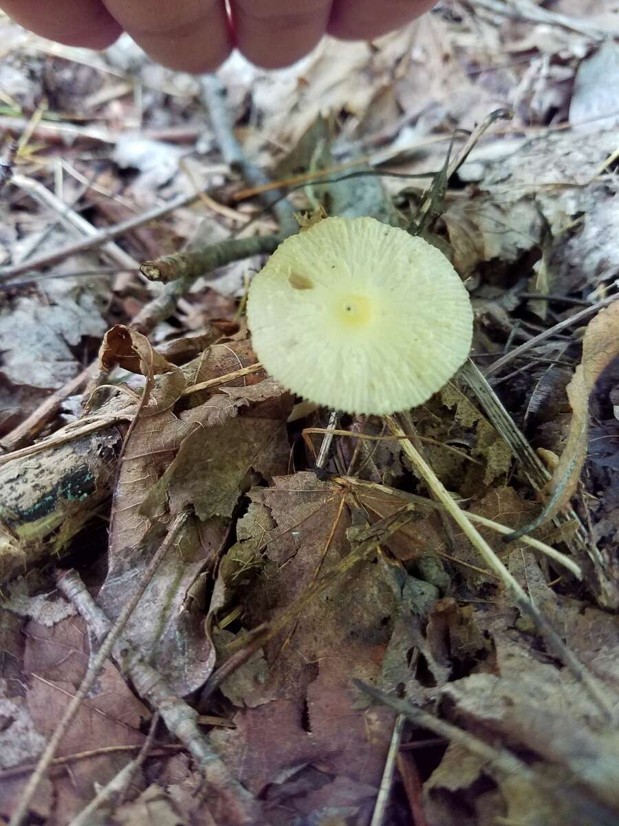 Image of Leucocoprinus flavescens (Morgan) H. V. Sm. 1981