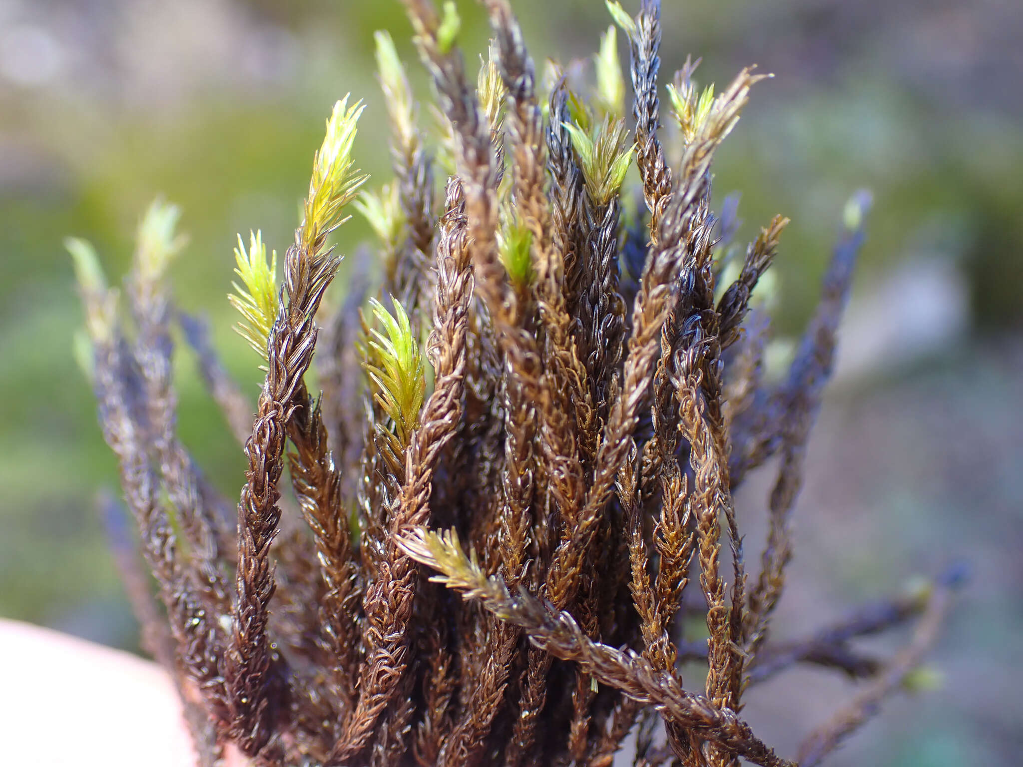 Image of racomitrium moss