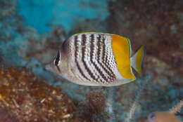 Image of Atoll Butterflyfish