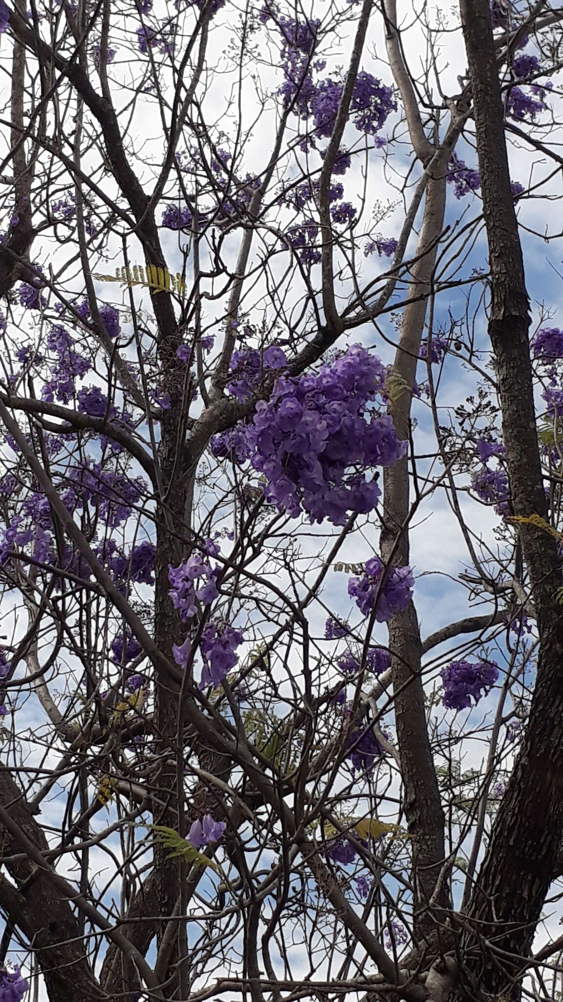 Plancia ëd Jacaranda caucana Pittier