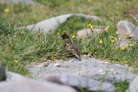 Image of Fire-fronted Serin