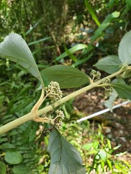 Image of Callicarpa candicans (Burm. fil.) Hochr.