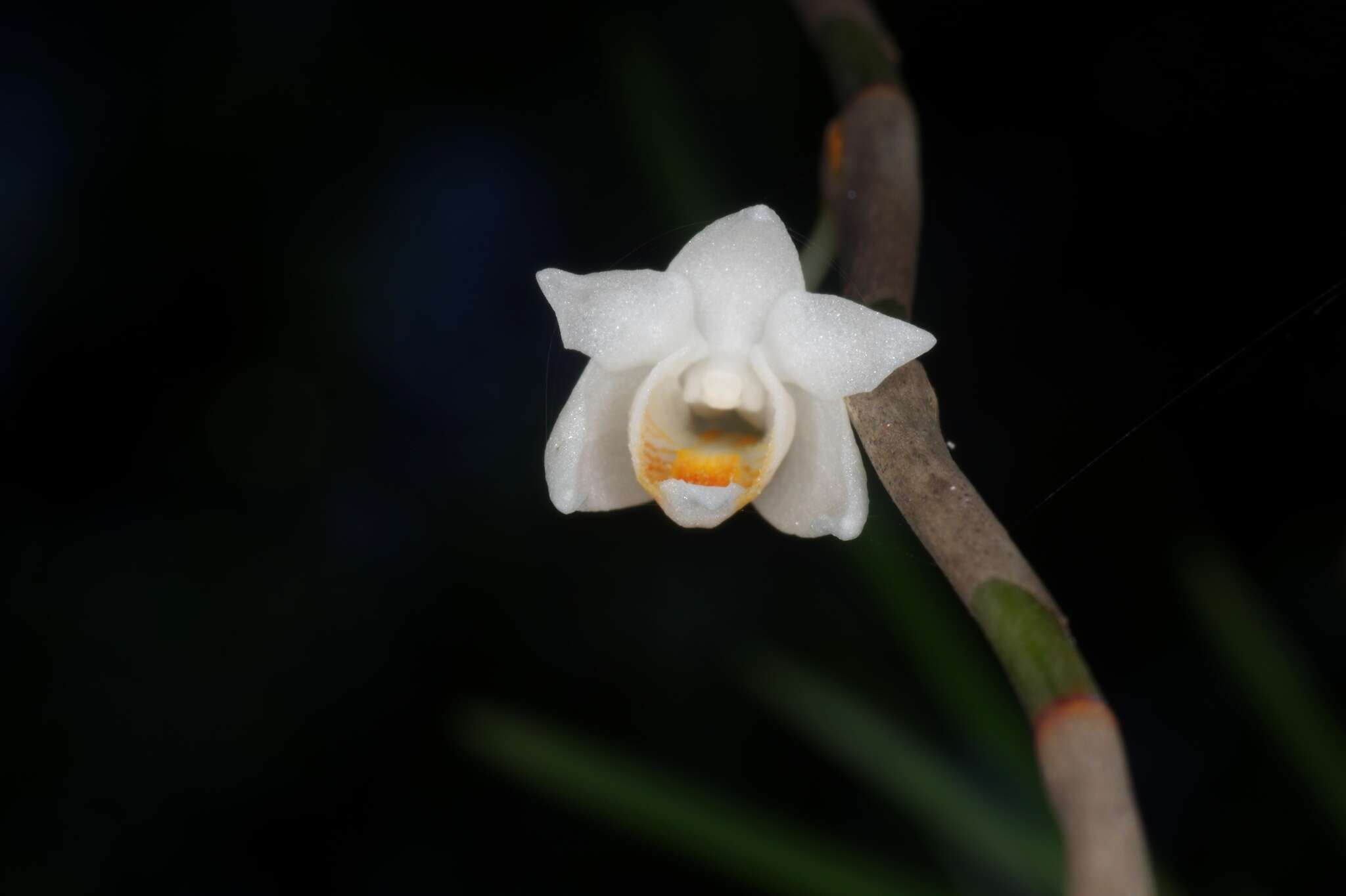 Sivun Dendrobium singaporense A. D. Hawkes & A. H. Heller kuva