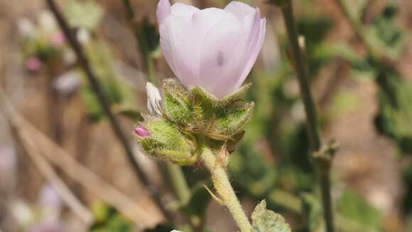 Sivun Malacothamnus densiflorus (S. Wats.) Greene kuva