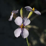 Imagem de Moricandia moricandioides (Boiss.) Heywood