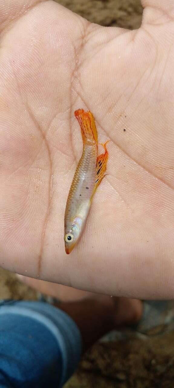 Image of Ceylon killifish