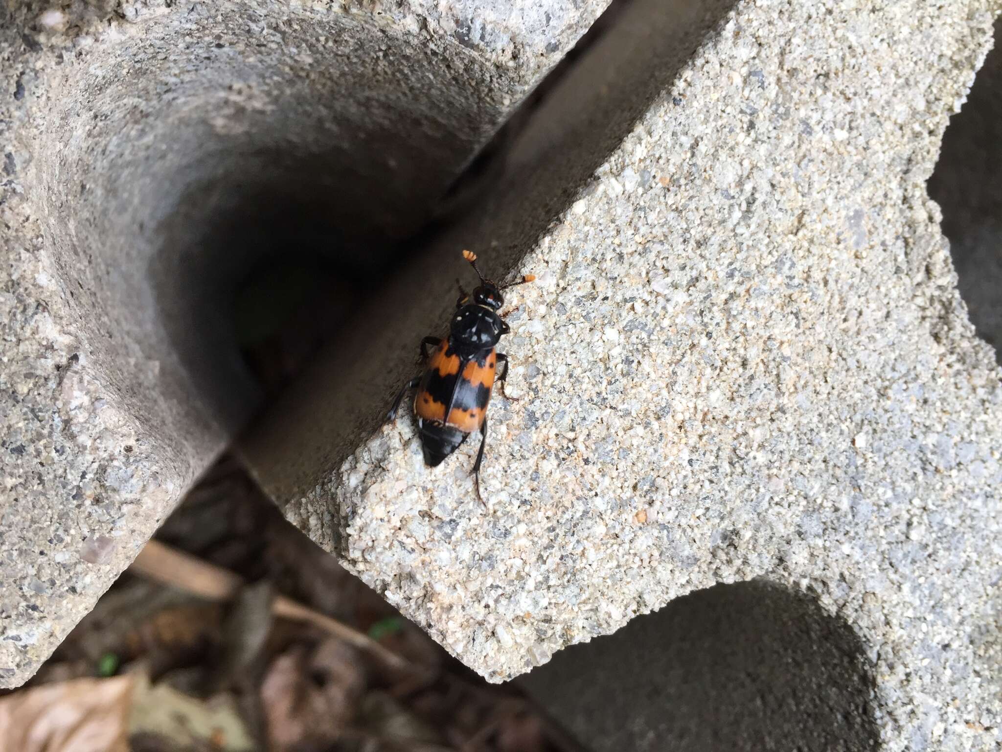 Imagem de Nicrophorus (Nicrophorus) quadripunctatus (Kraatz 1877)