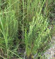 Image of Small-Head Marsh-Elder