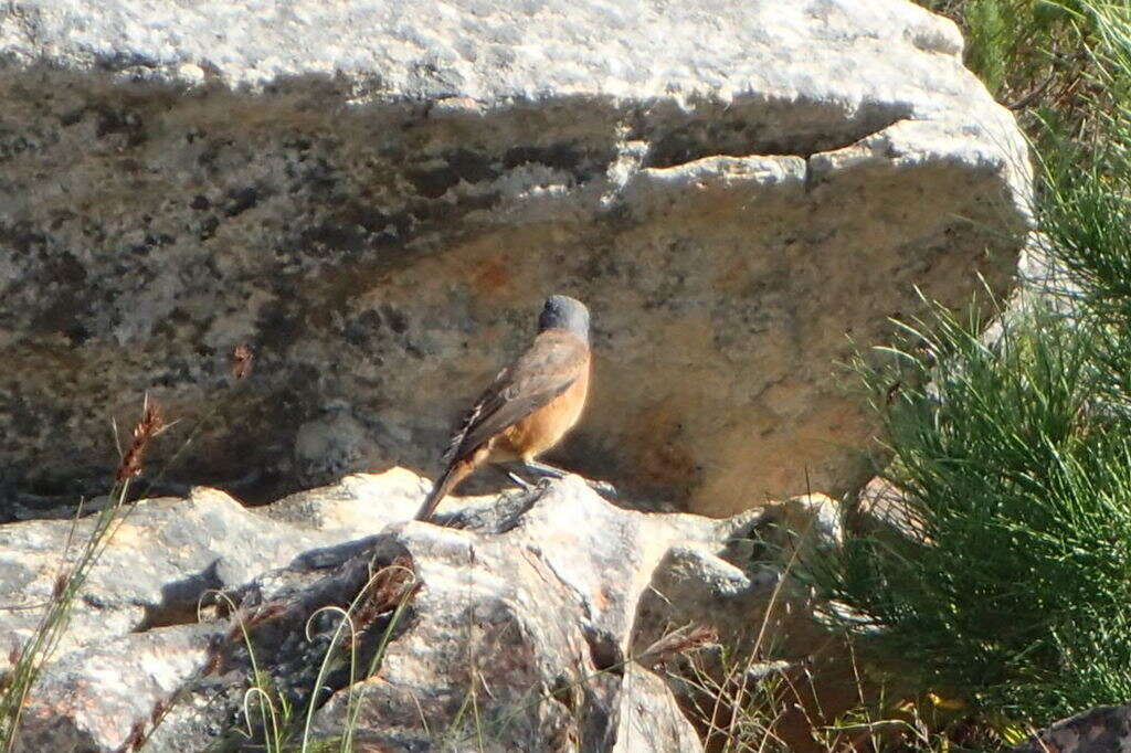 Image of Cape Rock Thrush