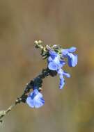 Image of azure blue sage