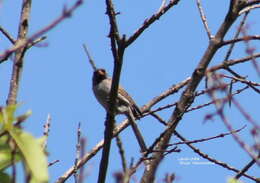 Image of Black-chinned Sparrow