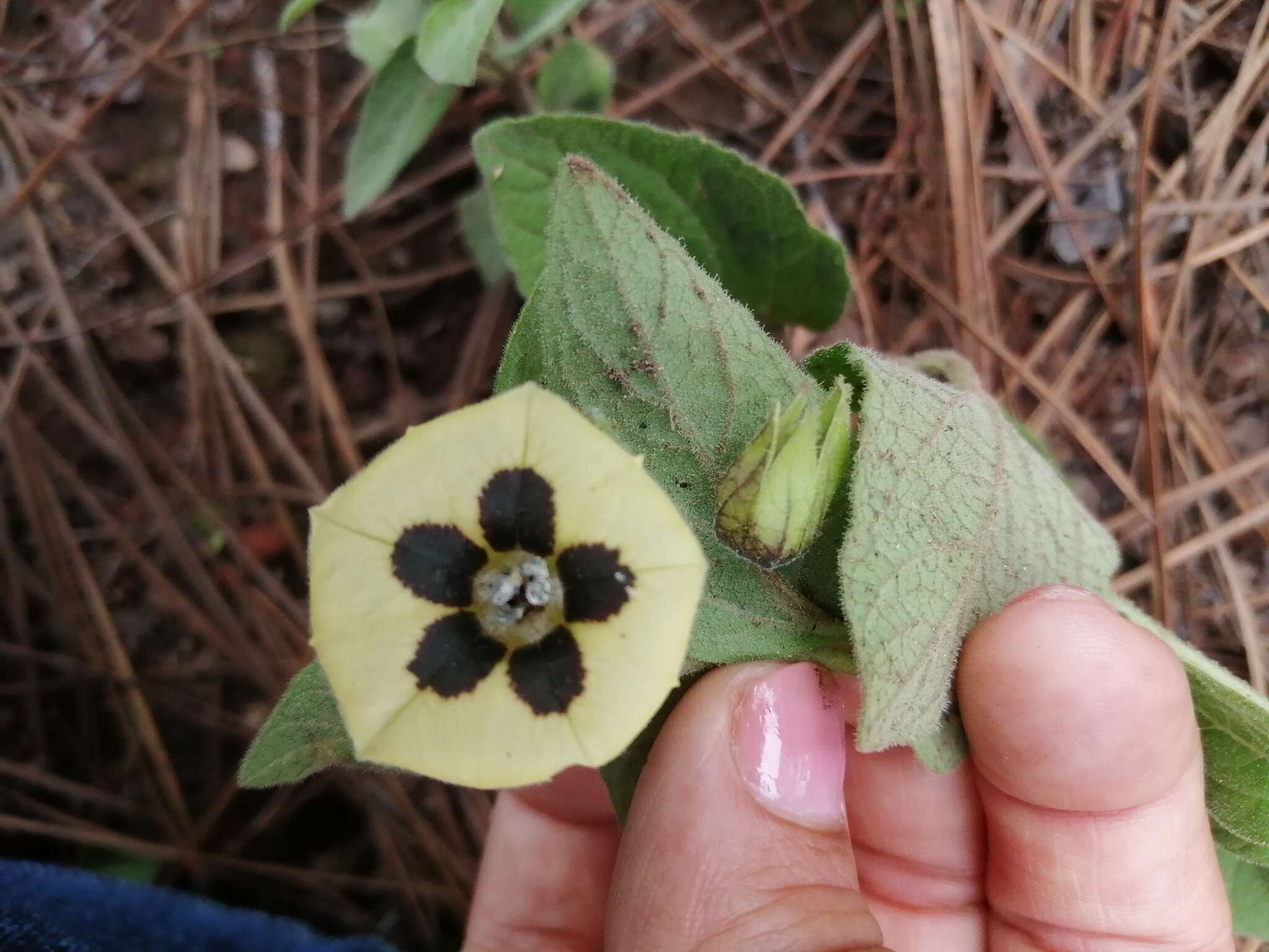 Image de Physalis orizabae Dun.