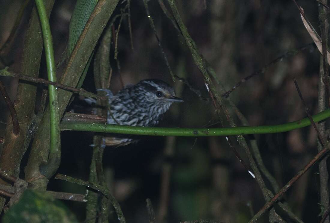 Image of Ochre-rumped Antbird