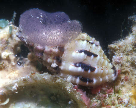 Image of Peristernia chlorostoma (G. B. Sowerby I 1825)