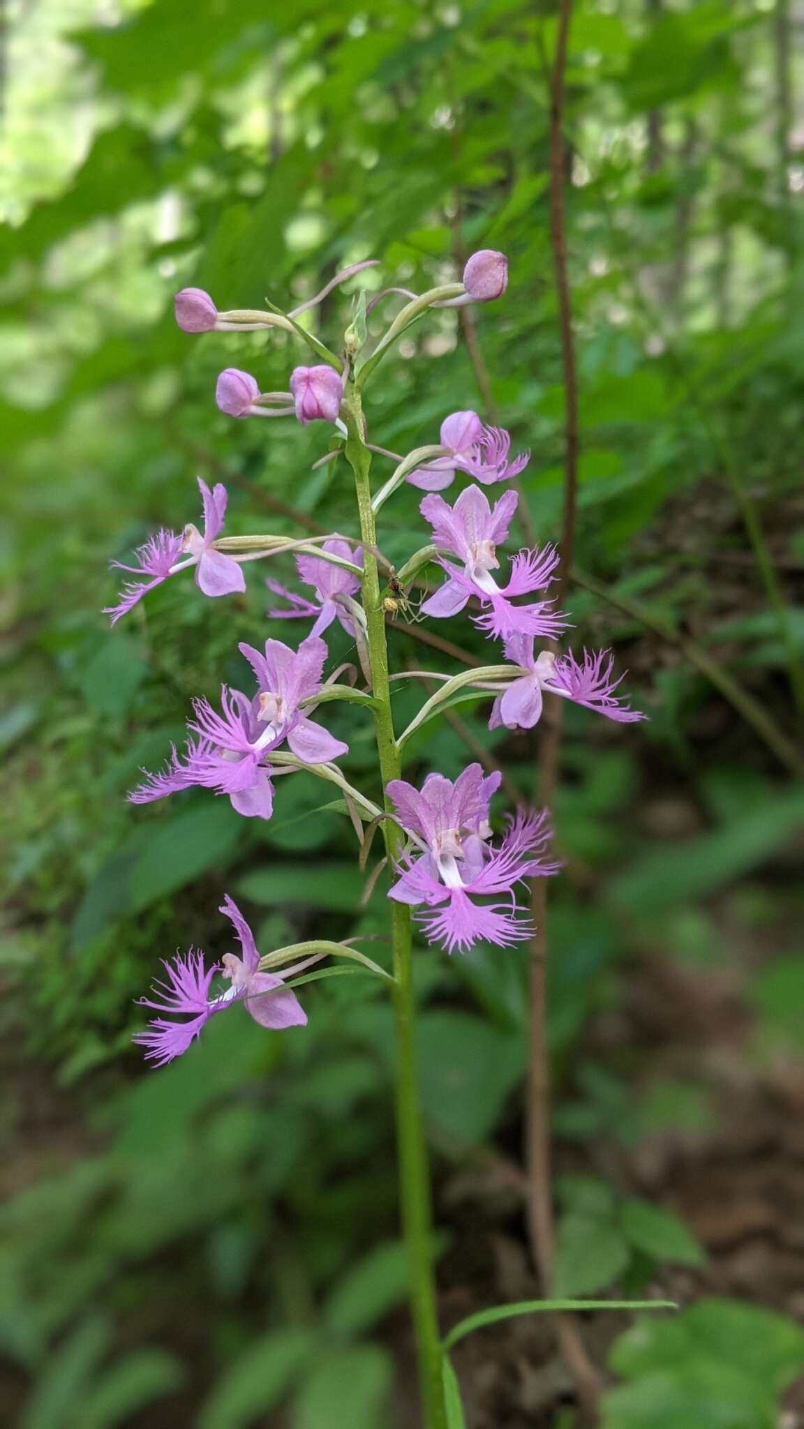 Image de Platanthera shriveri P. M. Br.