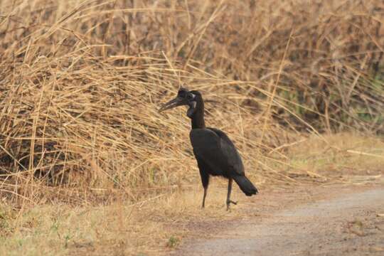 Image of Abyssinian Ground Hornbill