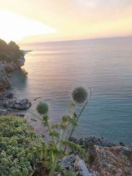 Image of Echinops spinosissimus subsp. neumayeri (Vis.) Kozuharov