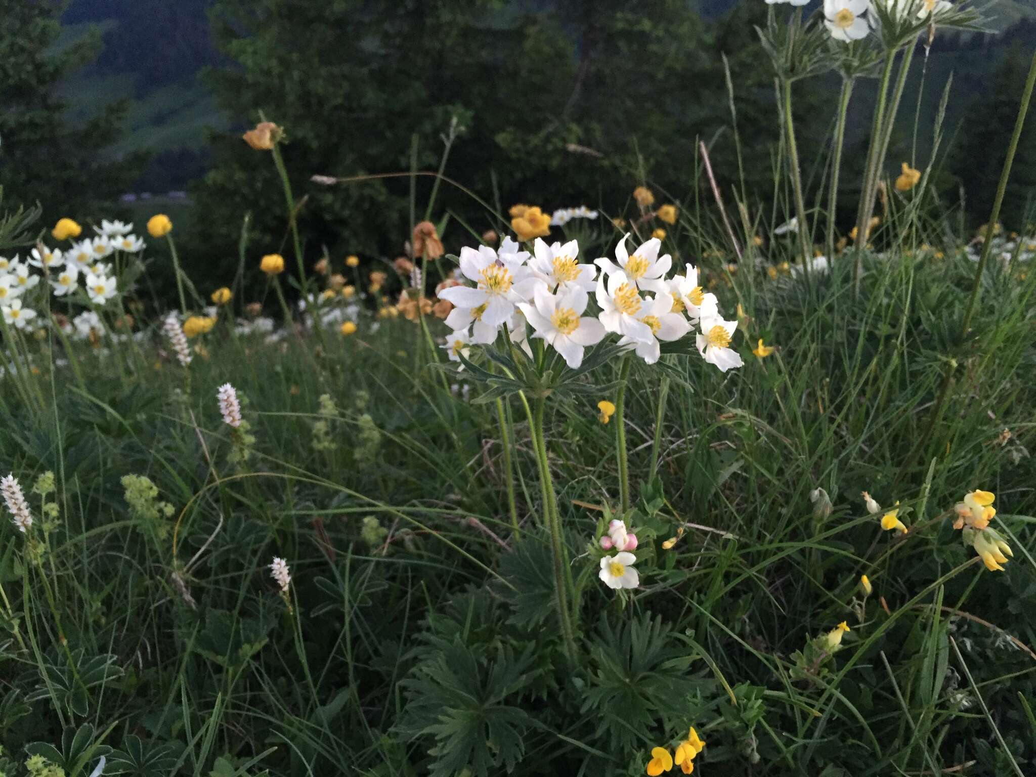 Imagem de Anemonastrum narcissiflorum (L.) Holub