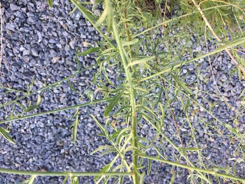 Image of spotted knapweed