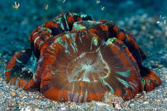 Image of Trachyphyllia Milne Edwards & Haime 1849