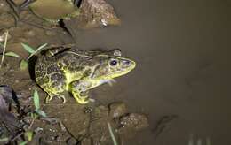 Image of Bull Frog