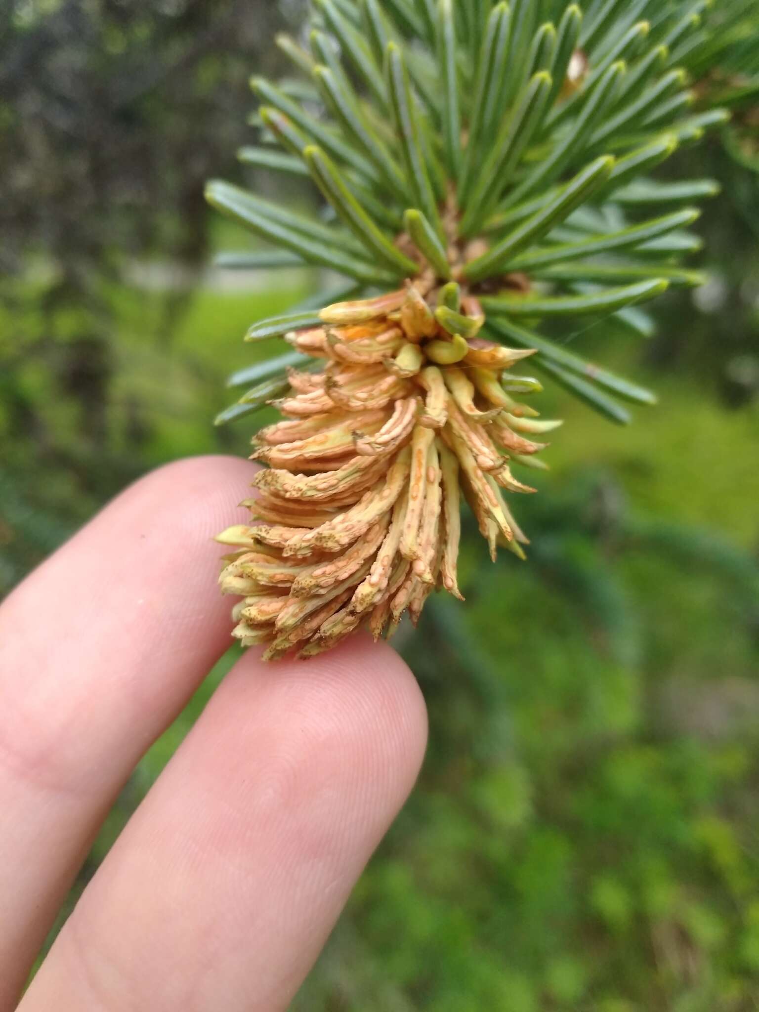 Imagem de Chrysomyxa woroninii Tranzschel 1903