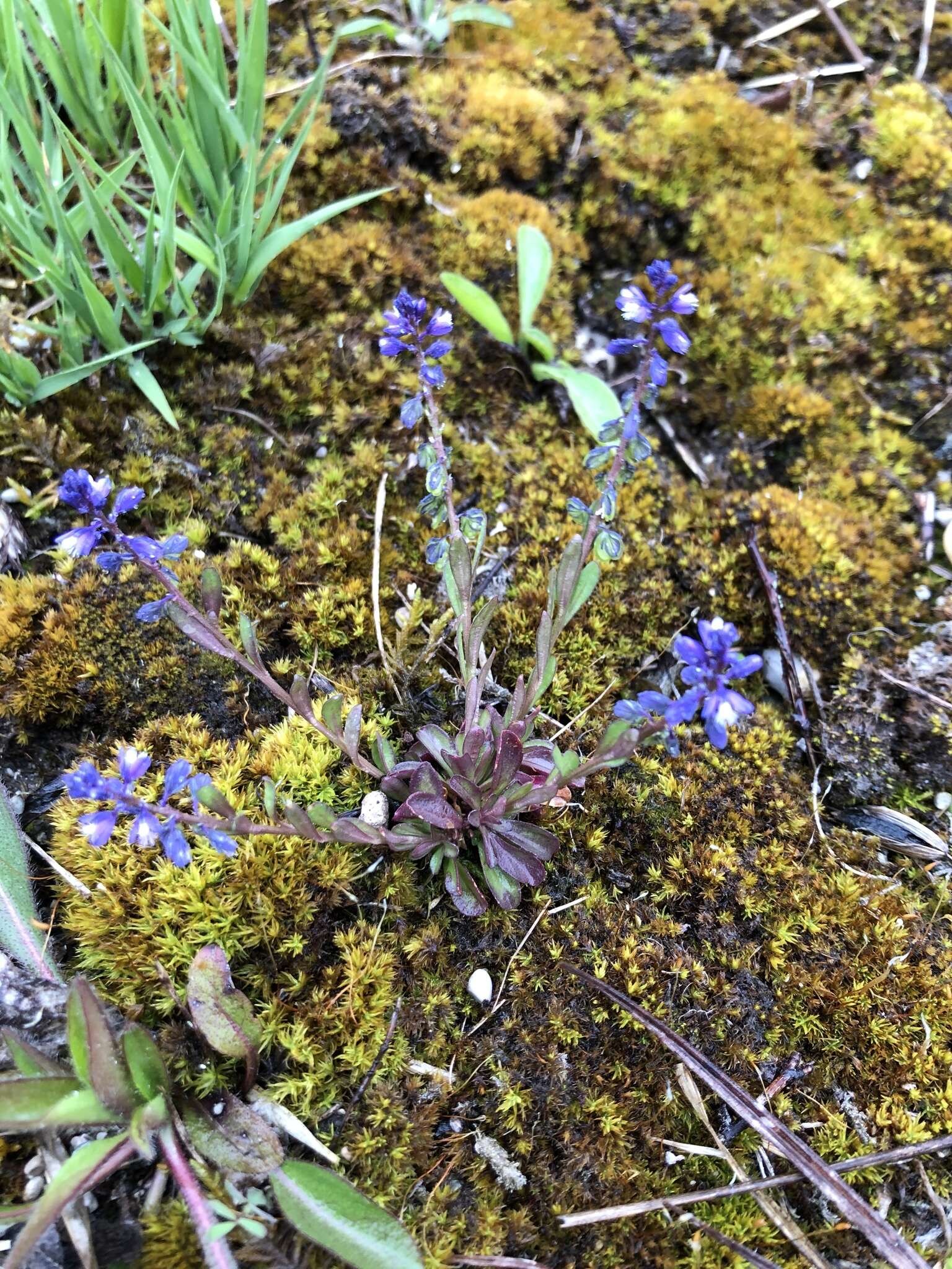 Image of Polygala amarella Crantz