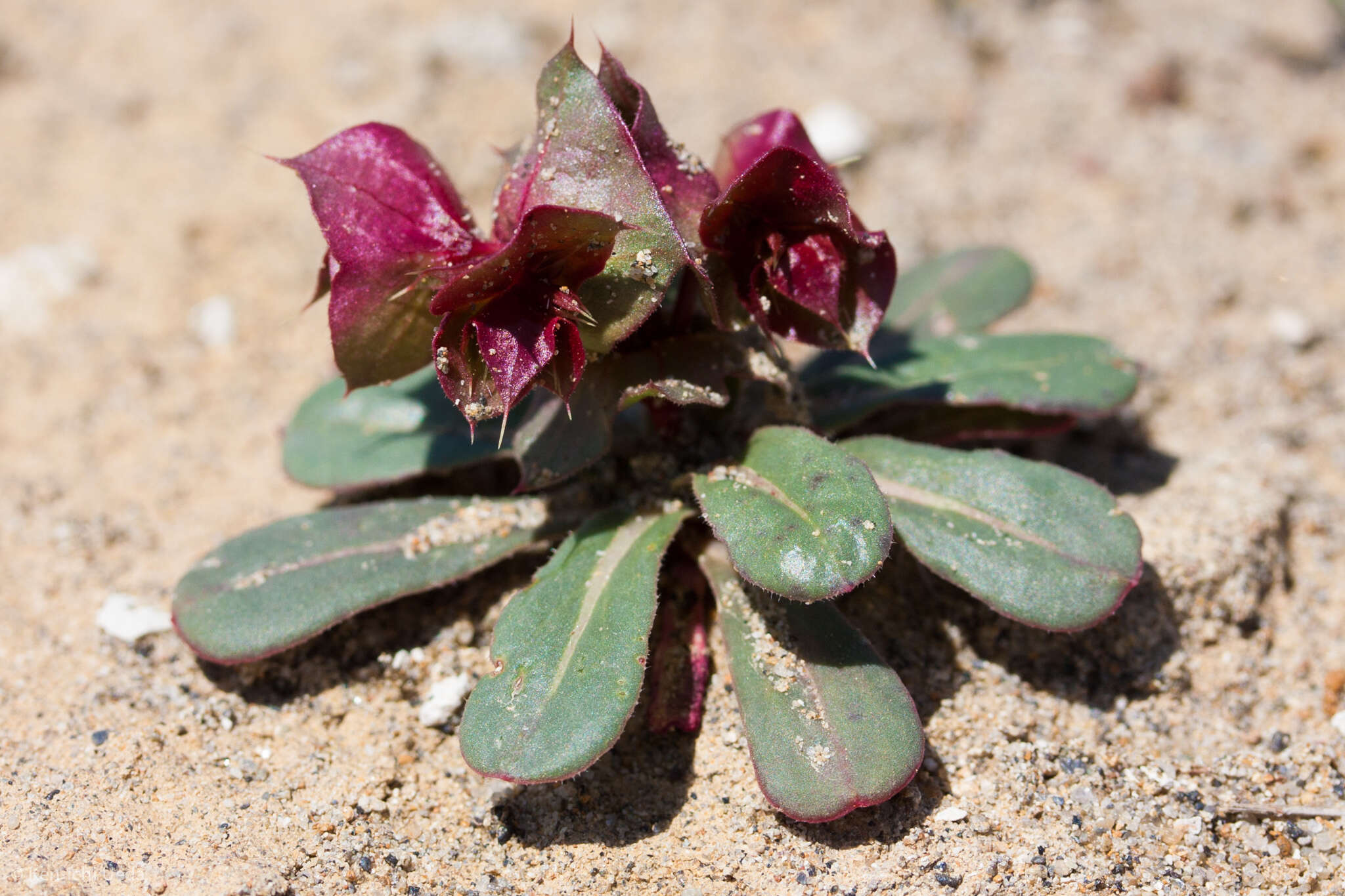 Mucronea perfoliata (A. Gray) A. Heller的圖片