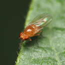 Image of Beach fly