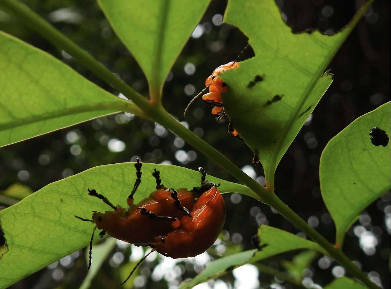 Image of <i>Podontia lutea</i>