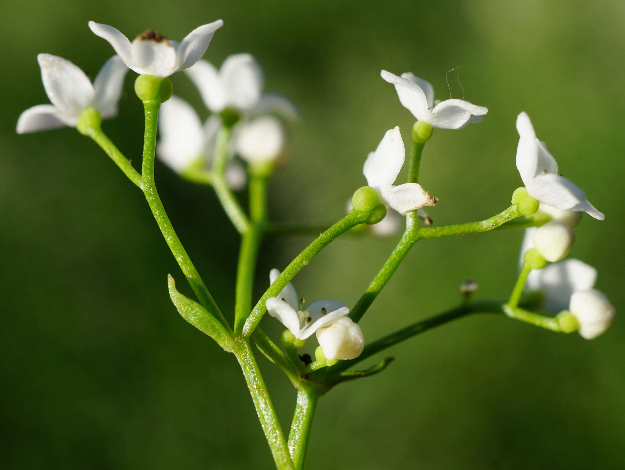 Image of Galium elongatum C. Presl