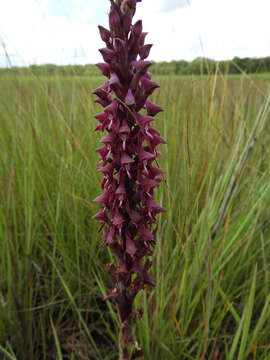 Image of Disa hircicornis Rchb. fil.