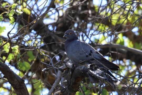 Image of Pale-backed Pigeon